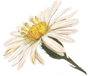 Vintea