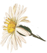 Vintea
