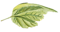 Vintea