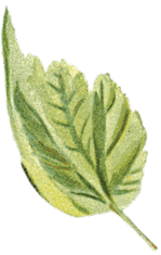 Vintea