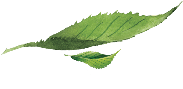 Vintea
