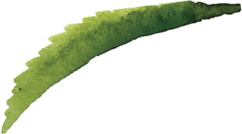 Vintea