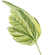 Vintea