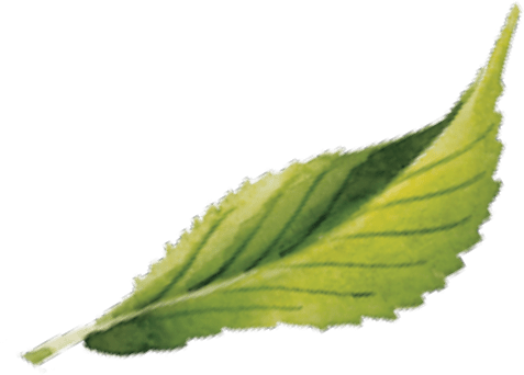 Vintea