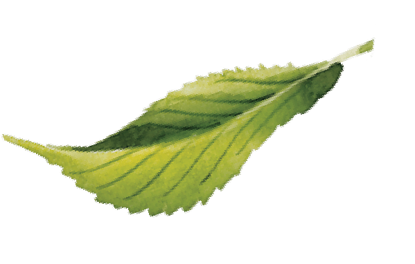 Vintea
